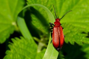 red beetle perched on green leaf in close up photography during daytime